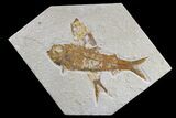 Pair of Fossil Fish (Knightia) - Green River Formation #165776-1